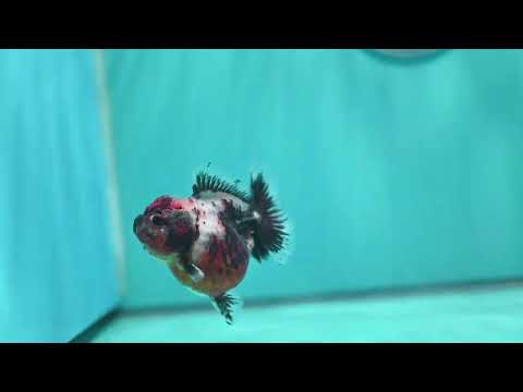 Shogun Calico Oranda 3 inch Body (260814_OR01)