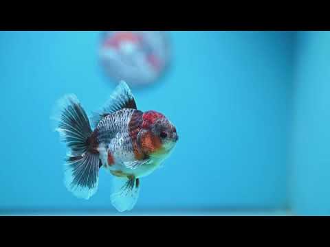 Blue Based Kirin Oranda 3.5 inch Body (261016_OR05)