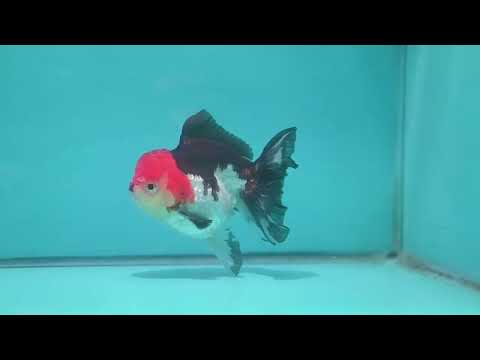 Tricolor Oranda 3.5 inch Body (260925_OR07)