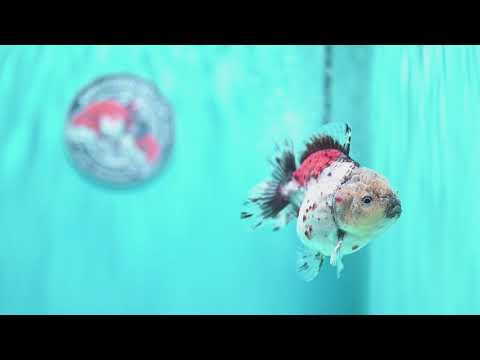Shogun Calico Oranda 3.5 inch Body (260508_OR01)