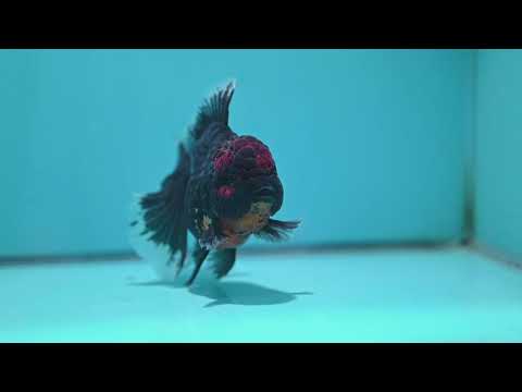 Red Kirin Rose Tail Oranda 4 inch Body (261002_OR09)