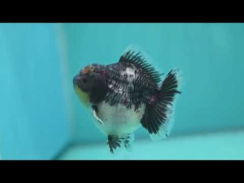 Shogun Blue Based Kirin Oranda 3.5 inch Body (260807_OR14)