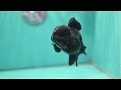 Jet Black Orchid Tail Oranda 4 inch Body (260515_OR07)