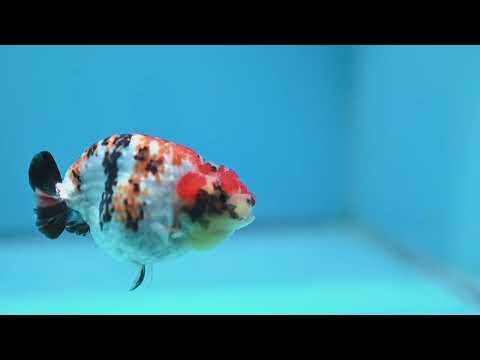 Tricolor Tiger Ranchu 3.5 inch Body (261023_RC07)
