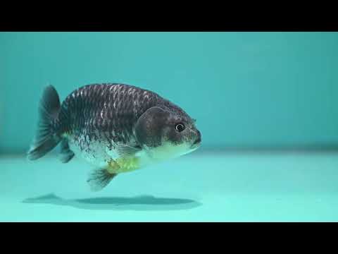 Kirin Ranchu 4 inch Body (261002_RC02)