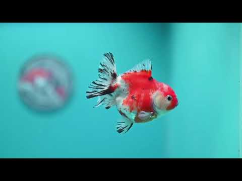Shogun Sakura Oranda 3 inch Body (260724_OR04)