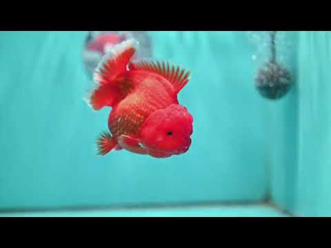 Red White YuanBao Oranda 4.5 inch Body (260501_OR02)
