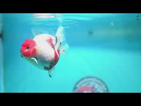 Shogun Sakura Oranda 3.2 inch Body (260814_OR07)