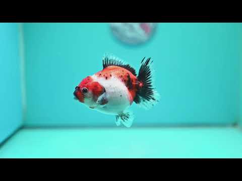 Shogun Tricolor Sakura Oranda 3.5 inch Body (260320_OR15)
