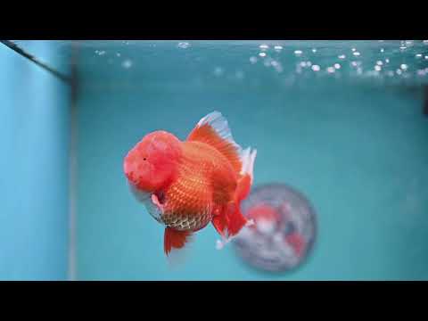 Red White Rose Tail Oranda 4 inch Body (260227_OR13)