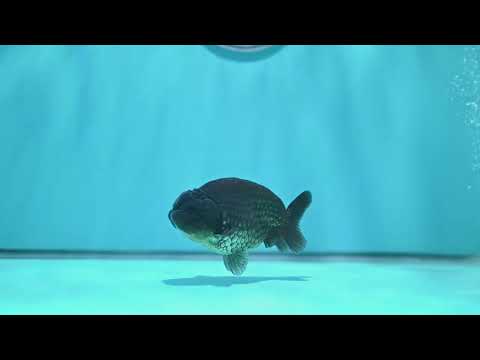Black Ranchu 3.5 inch Body (260821_RC02)