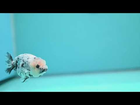 White Tiger Ranchu 3 inch Body (260522_RC08)