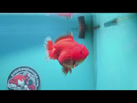 Classic Red YuanBao 4 Oranda inch Body (260424_OR03)