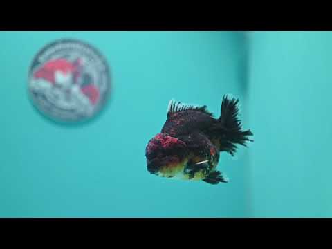 Kirin Oranda 3.5 inch Body (260619_OR17)