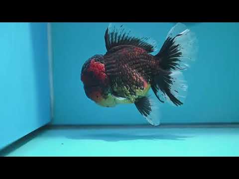 Full Wen Red Kirin Rose Tail Oranda 4.5 inch Body (260320_OR07)