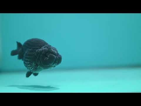 Platinum Ranchu 3.5 inch Body (260626_RC01)