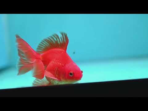 Classic Red Butterfly Tail Ryukin 3.5 inch Body (260904_RY03)