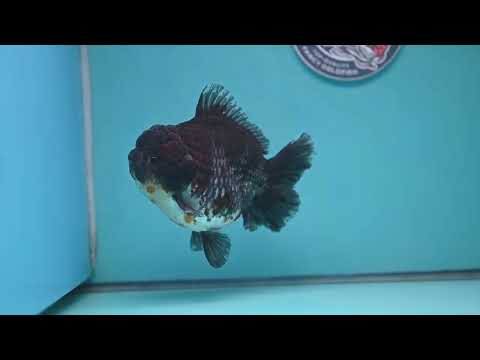 Blue Based Kirin Short Tail Oranda 4.5 inch Body (260227_OR09)