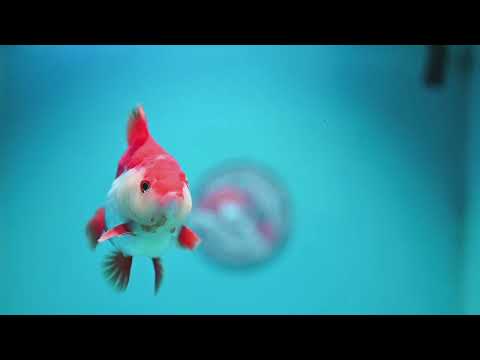 Red White YuanBao Oranda 4 inch Body (260918_OR10)
