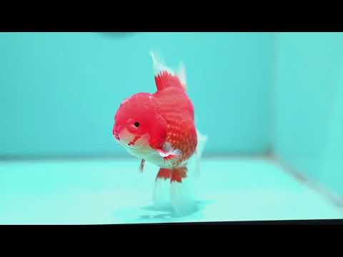 Red White Oranda 4 inch Body (260515_OR10)