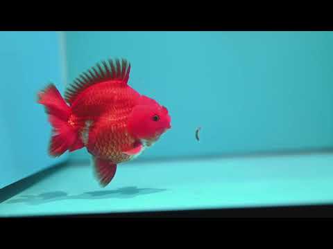 Classic Red YuanBao Oranda 4 inch Body (260626_OR01)