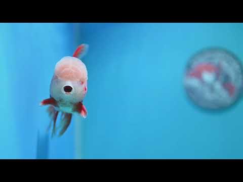 Red White Oranda 3.5 inch Body (261016_OR12)