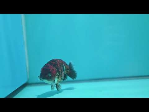 Tiger Ranchu 4 inch Body (260925_RC05)