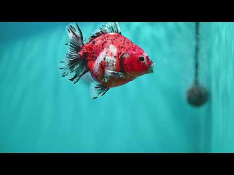 Shogun Tiger Oranda 4 inch Body (260515_OR15)