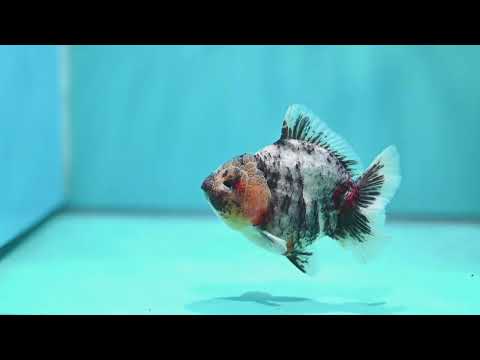 White Tiger Oranda 3.5 inch Body (260821_OR13)