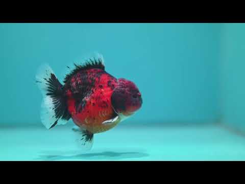 Shogun Tiger Oranda 3.3 inch Body (260807_OR15)