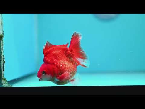 Red White Ryukin 3.5 inch Body (260313_RY03)