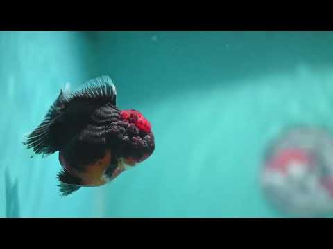Shogun Kirin Oranda 3 inch Body (260807_OR13)
