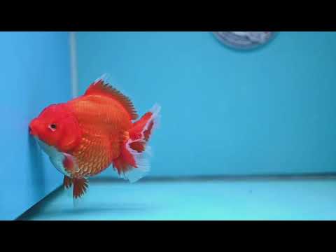 Large Red White Short Tail Oranda 4.8 inch Body (260227_OR15)