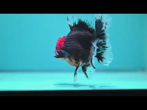 Red Kirin Rose Tail Oranda 4 inch Body (260828_OR23)
