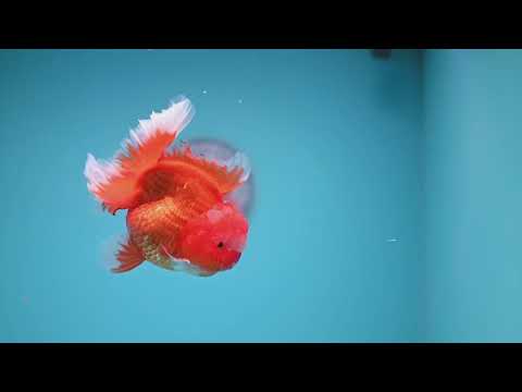 Red White Rosetail Oranda 4 inch Body (260306_OR07)
