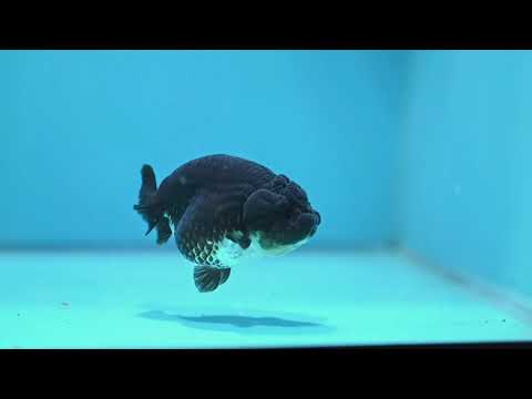 Panda Ranchu 3.5 inch Body (261016_RC03)