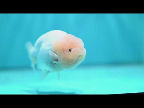Snow White Ranchu 4 inch Body (260821_RC07)