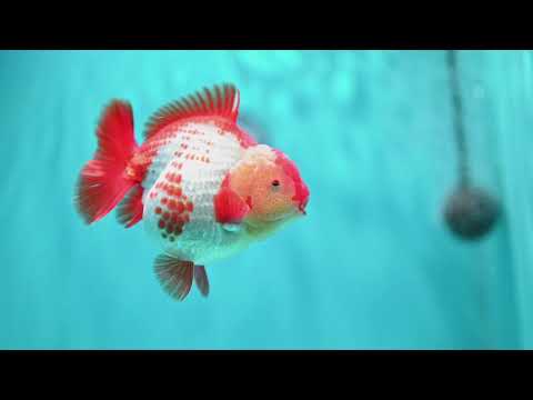 Shogun Polkadot Oranda 4 inch Body (260515_OR17)
