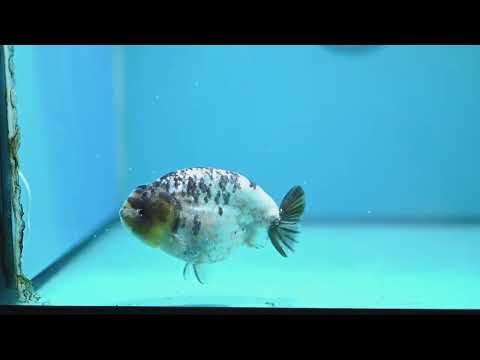 Panda Ranchu 4 inch Body (261016_RC01)