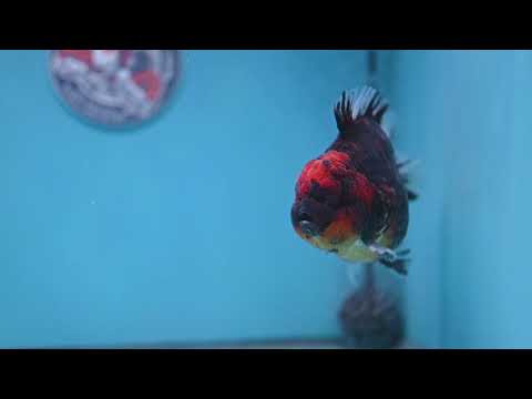Heavy Ink Tiger Short Tail Oranda 4.5 inch Body (260227_OR08)