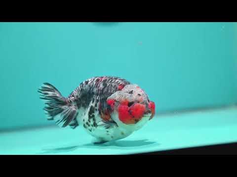 Jumbo Kirin Ranchu 5 inch Body (260619_RC05)