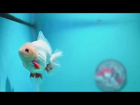 Lemon Head Red White YuanBao Oranda 3.5 inch Body (260828_OR14)