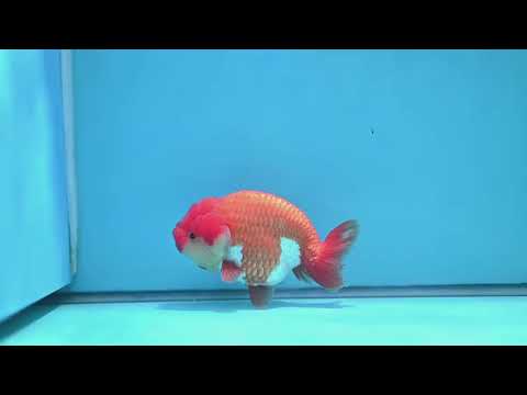 Red White Lionchu/Ranchu 4 inch Body (260320_RC02)