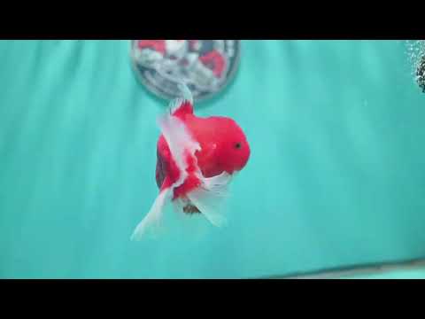 Red White Rose Tail Oranda 4 inch Body (260501_OR04)