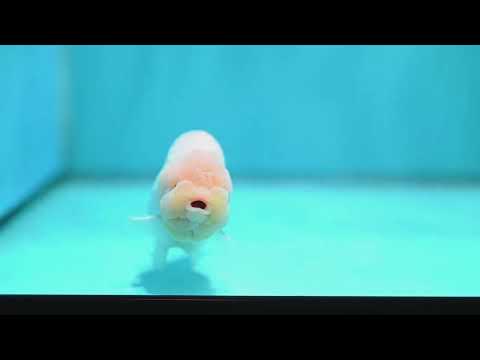 Snow White Buffalo Ranchu 4 inch Body (260501_RC04)