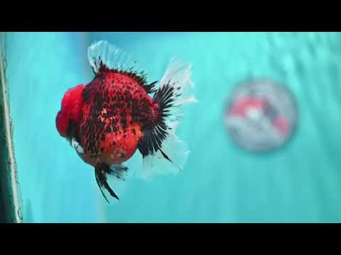 Red Tiger / Kirin Orchid Tail Oranda 3.8 inch Body (260814_OR22)