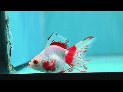 Red White Butterfly Tail Ryukin inch Body (260828_RY04)