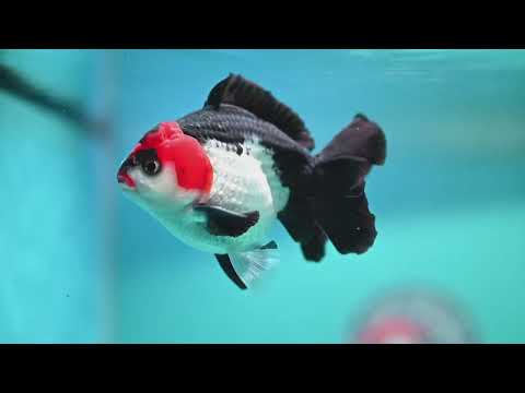 Tricolor Oranda 3.5 inch Body (260807_OR07)