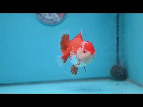 Deer Spot Red White Rose Tail Oranda 3.5 inch Body (260227_OR14)