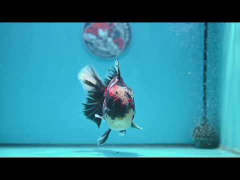 AAA Grade Heavy Ink Tiger Rose Tail Oranda 4.5 inch Body (260313_OR16)